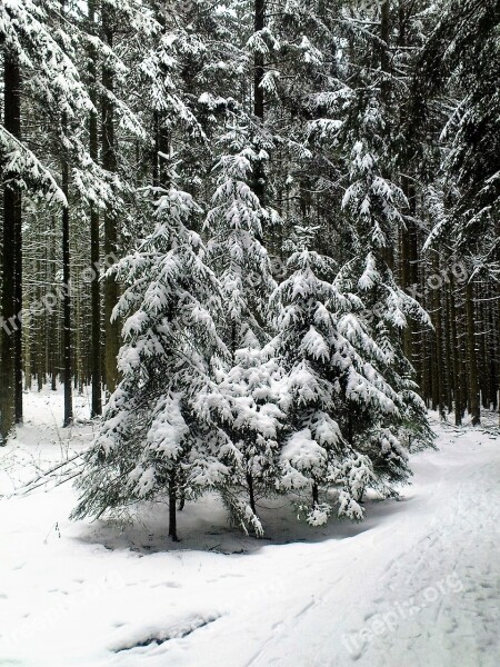 Winter Fir Forest Wintry Snow Trees