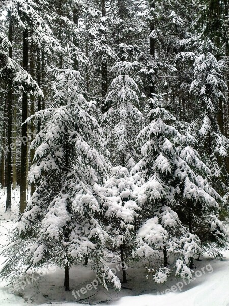 Winter Fir Forest Snow Snowy Firs