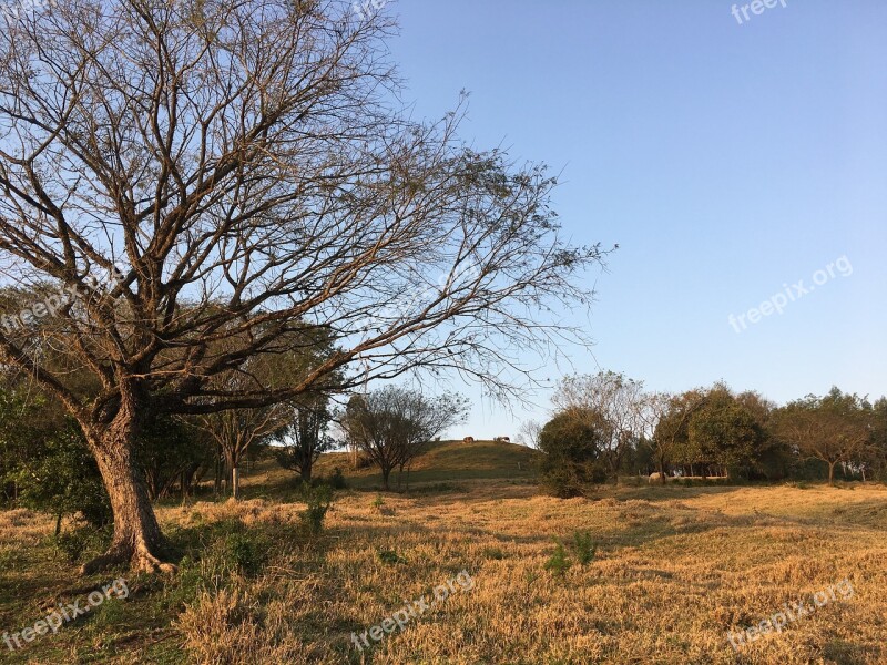 Tree Sol Dry Sunset Against Light