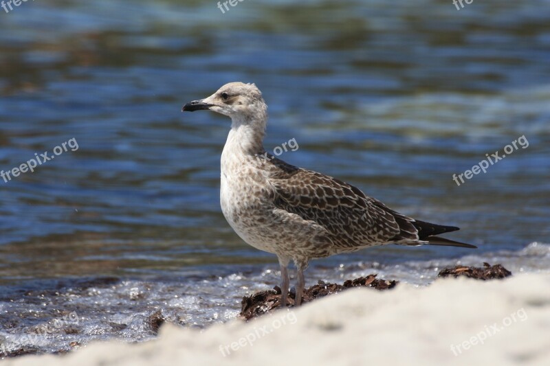 Seagull Beach Seaweed Sea First Floor