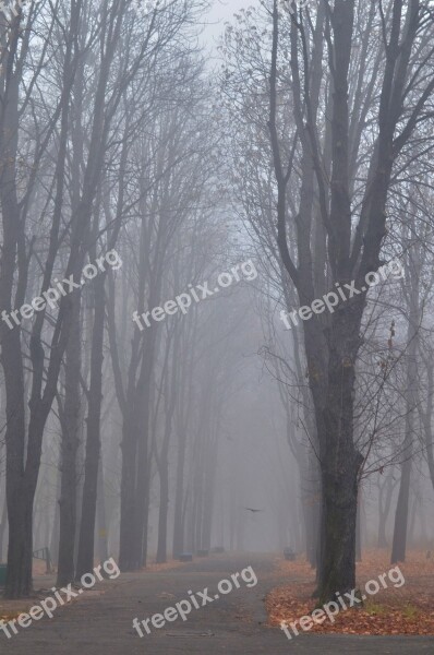 Autumn Fog Alley Tree Leaves Vista