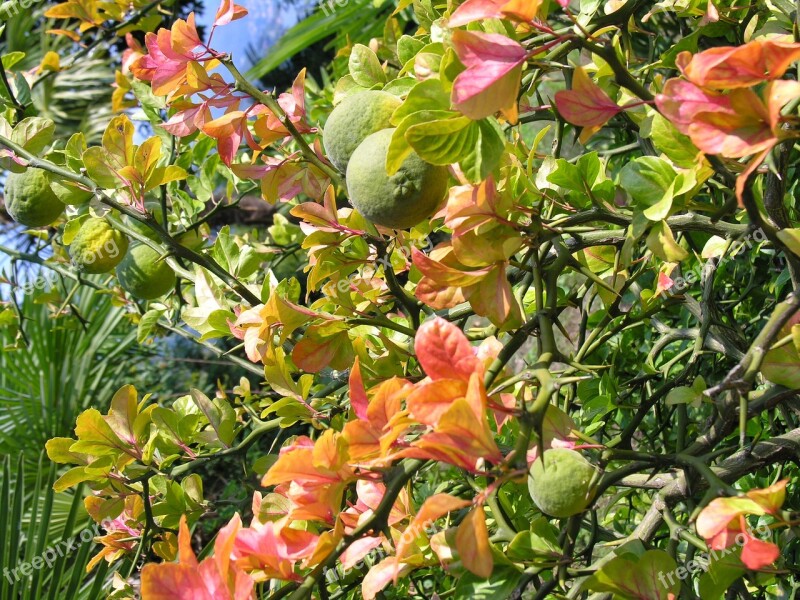 Bitter Orange Fruits Trifoliate Orange Free Photos