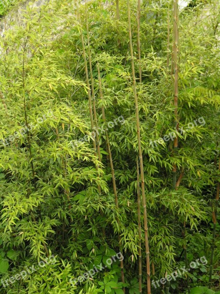 Evergreen Bamboo High Growing Free Photos