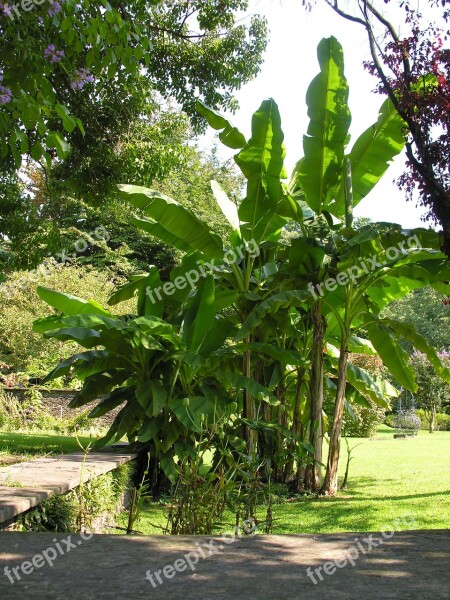 Banana Trees Villa Taranto Lago Maggiore Free Photos