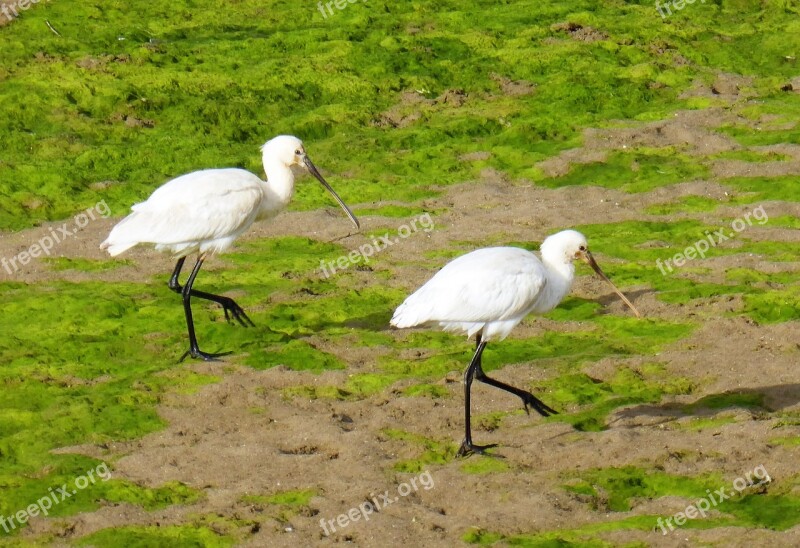 Bird Spoonbill Duo Walk Portugal