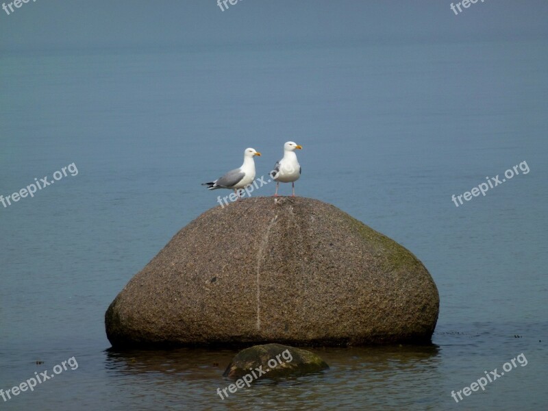 Seagull Maritime Stone Baltic Sea Coast