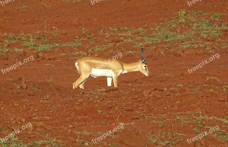 Blackbuck Antelope Wild Animal Mammal