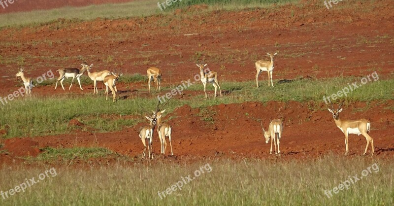 Blackbuck Antelope Wild Animal Mammal