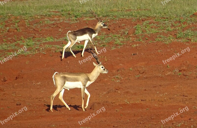 Blackbuck Antelope Wild Animal Mammal