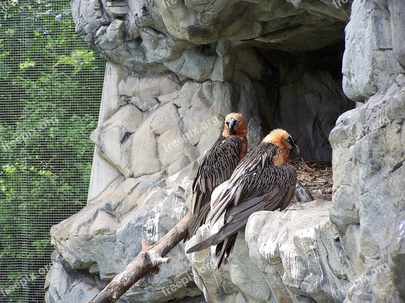 Zoo Innsbruck Alpine Zoo Vulture Free Photos