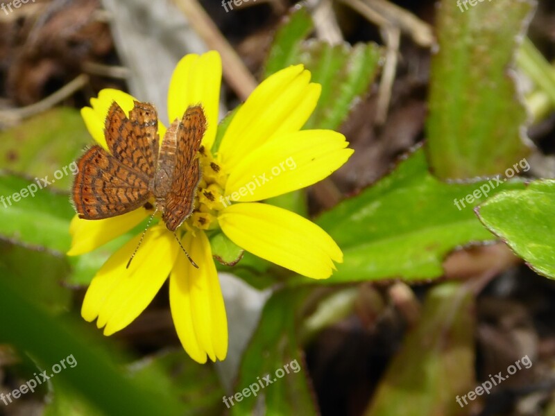 Flower Yellow Butterfly Insect The Nature