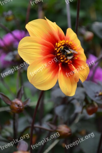 Bee Pollen Dahlia Orange Red