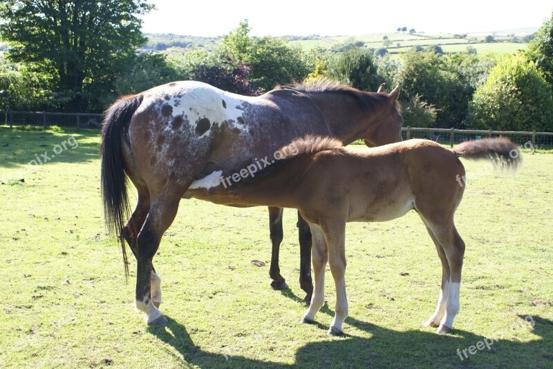 Mare Foal Appaloosa Horse Pasture