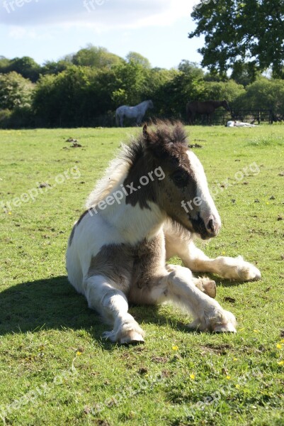 Foal Horse Skewbald Animal Pasture