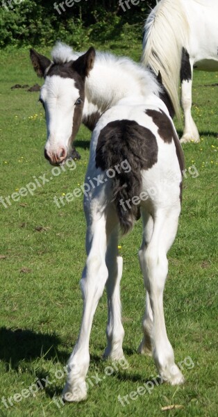 Foal Bottom Piebald Skewbald Young Colt