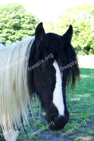 Horse Cob Piebald Animal Equestrian