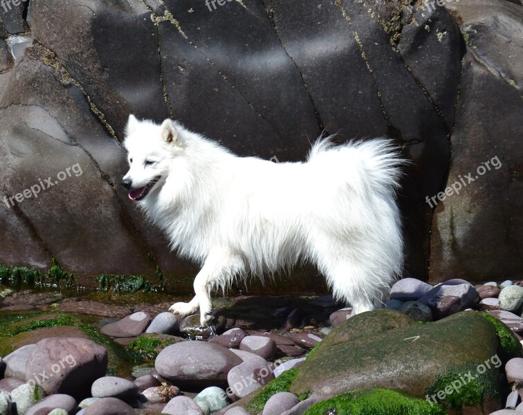 Japanese Spitz White Dog Beach