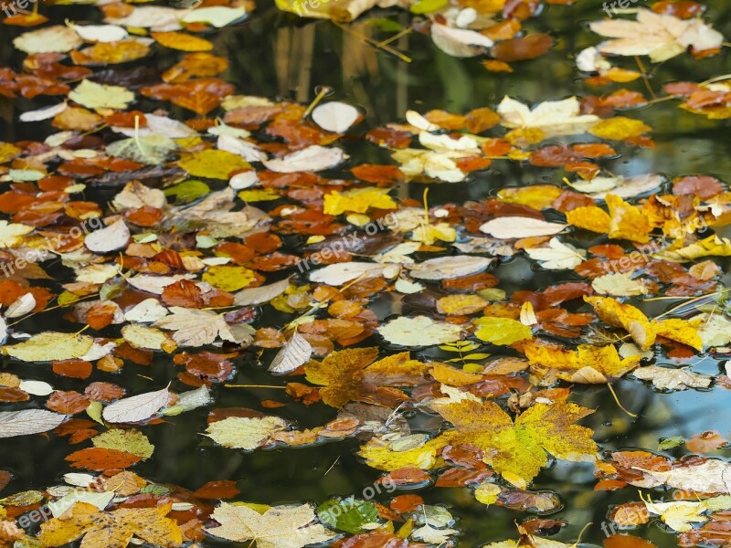 Leaves Fall Dead Leaf Autumn Leaf Autumn Leaves