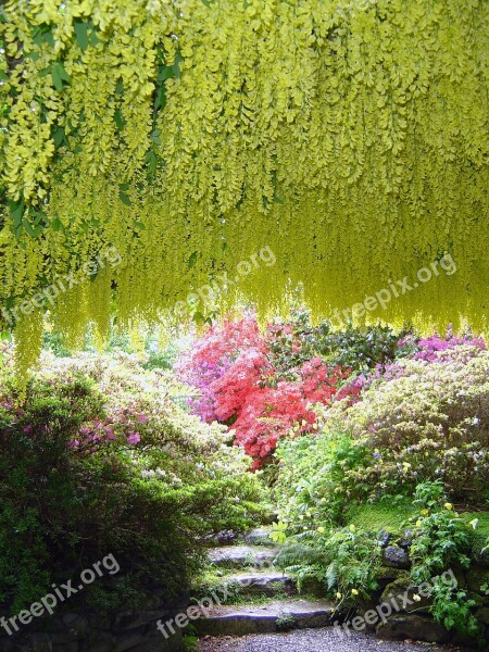 Bodnant Gardens Laburnam Poisonous Arch