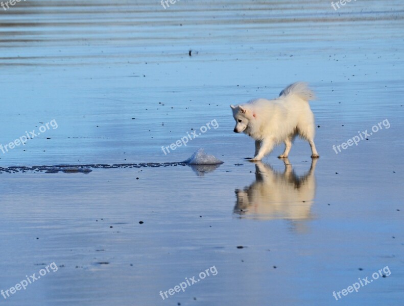 Japanese Spitz Dog White Cute Small