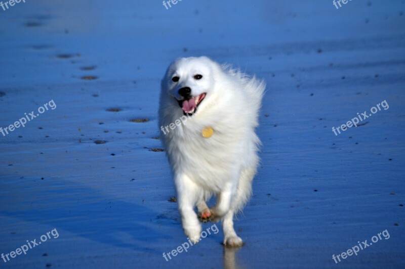 Japanese Spitz Dog Puppy Purebred