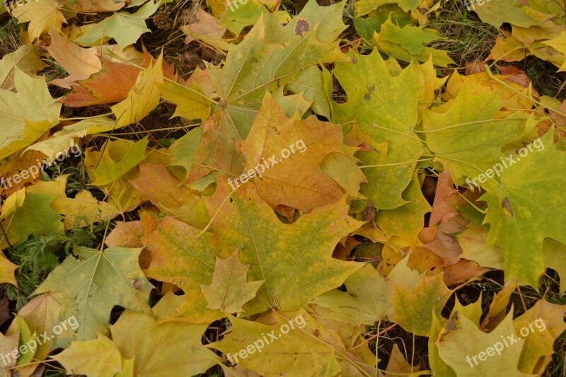 Leaves Nature Autumn Yellow Plant