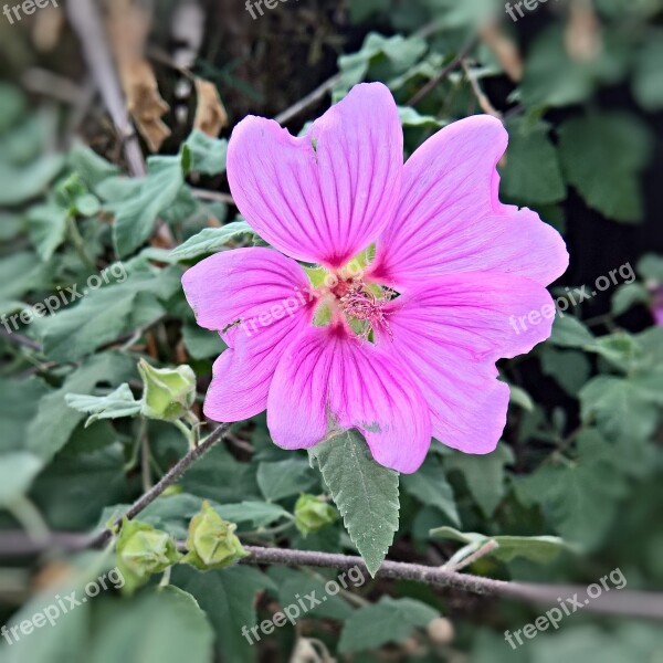 Flower Garden Hibiscus Plant Marshmallow Single Bloom