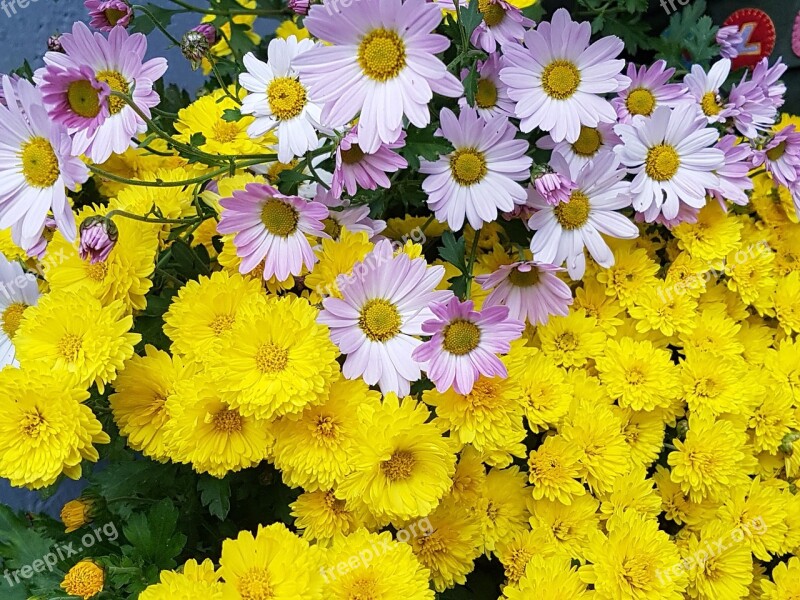 Kogiku Yellow Fall Flowers Flowers Chrysanthemum