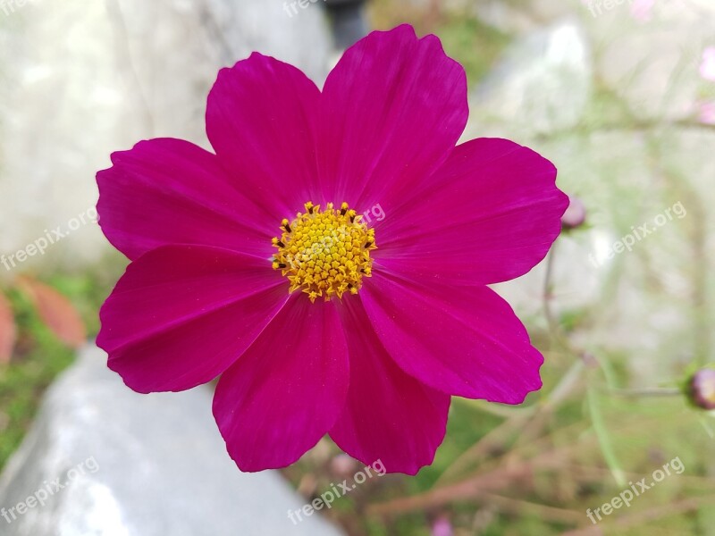 Autumn Fall Flowers Free Pictures Blossom Cosmos