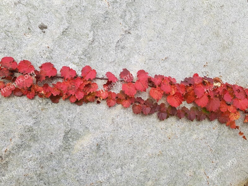 Autumn Autumn Leaves Nature Leaf Ivy