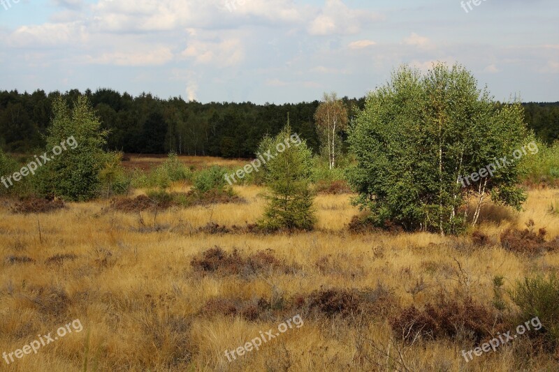 Heide Heather Nature Heathland Retama