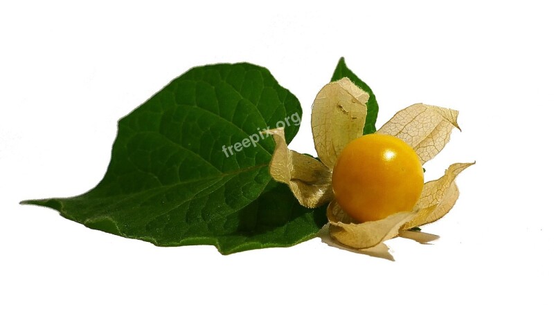 Physalis Cape Gooseberry Fruit Orange Healthy