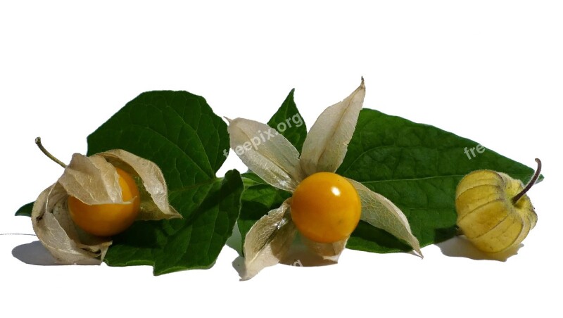 Physalis Cape Gooseberry Fruit Orange Exotic