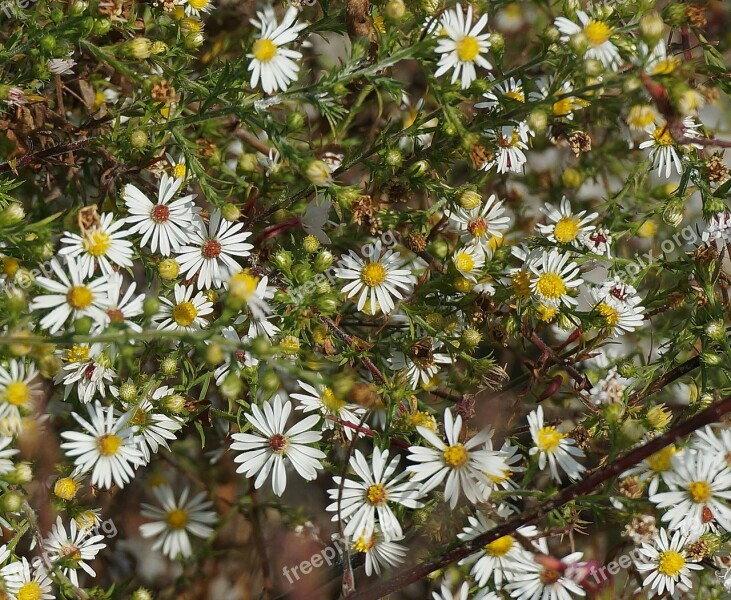 Aster Flowers And Buds Aster Wildflower Flower Bud