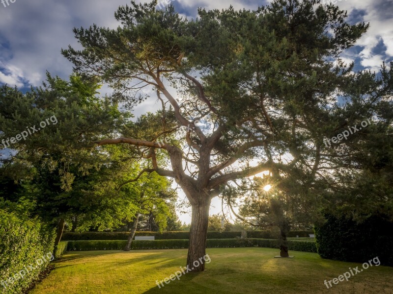 Tree Hdr Landscape Green Clouds