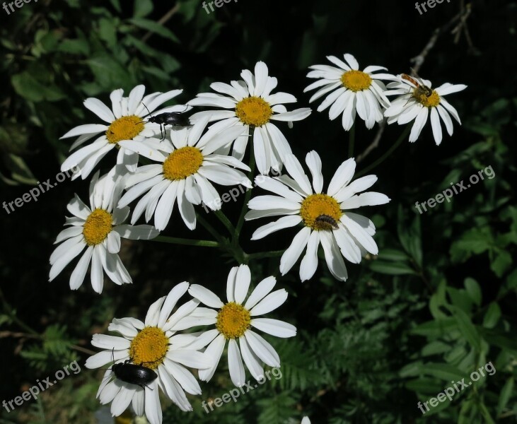 Flowers Daisy Nature White Floral