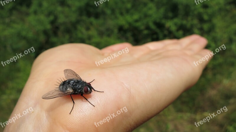 Fly Insect Hand Bug Animal