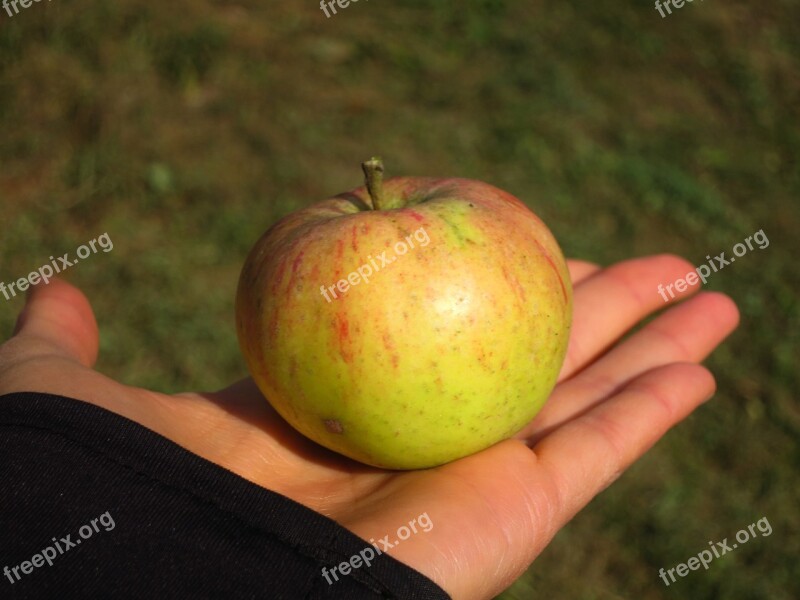 Apple Hand Food Healthy Touch