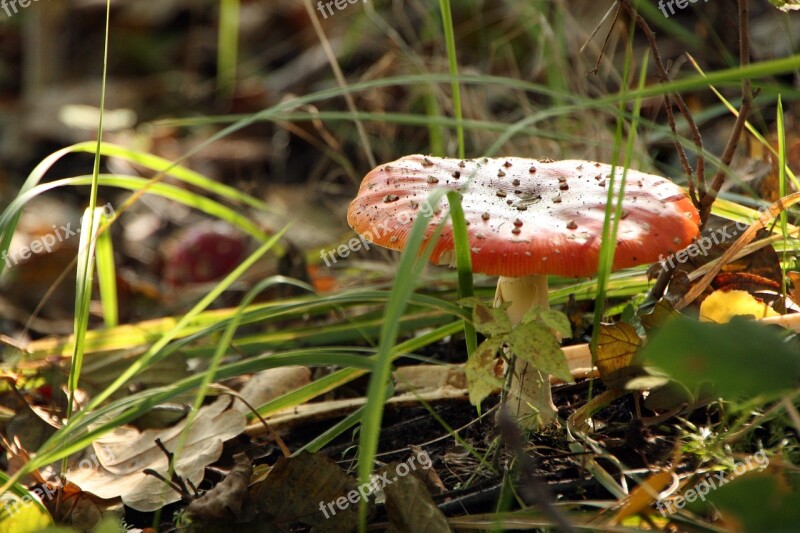 Mushroom Forest Nature Toxic Brown