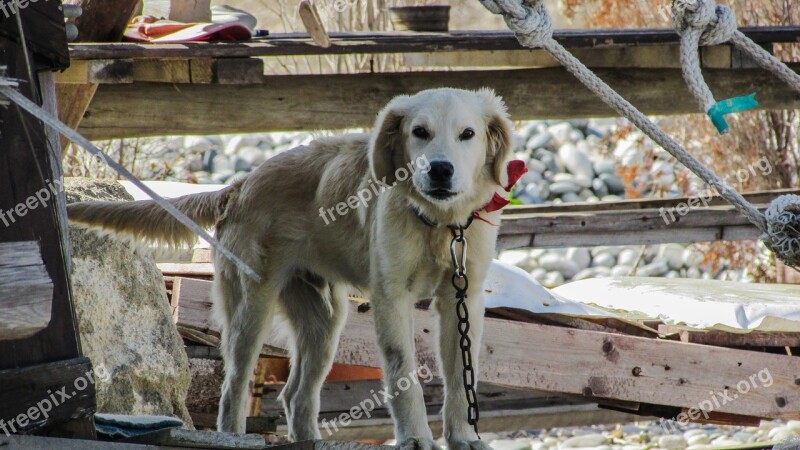 Dog Tied Leery Suspicious Guardian