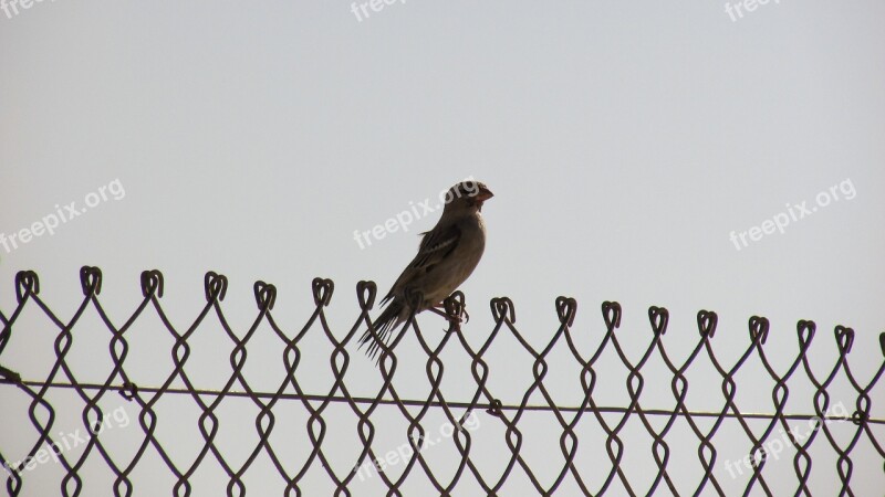 Bird Fence Freedom Slavery Barrier