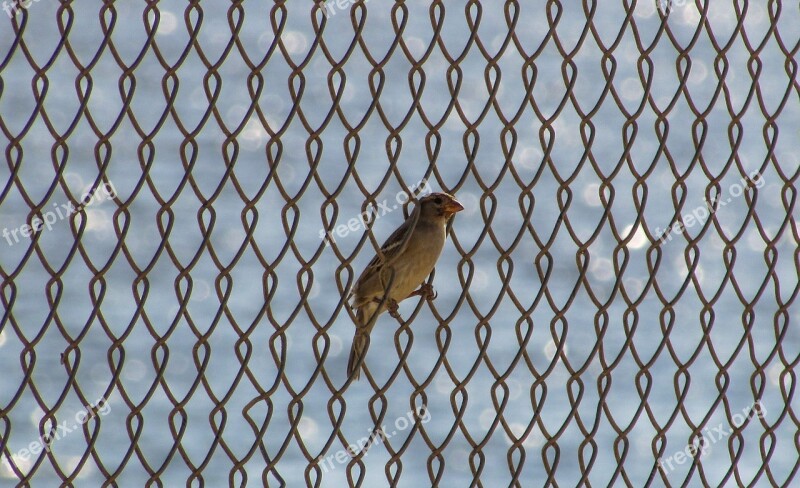 Bird Fence Freedom Slavery Barrier