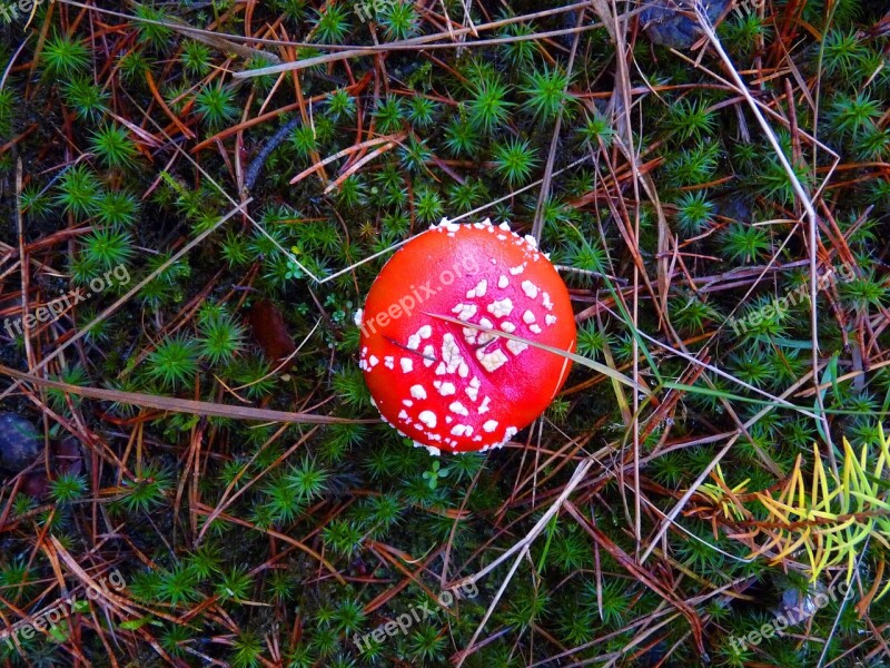 Forest Nature Fly Agaric Red Autumn