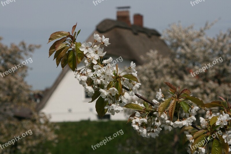 Old Country Mood Nature Thatched Roof House