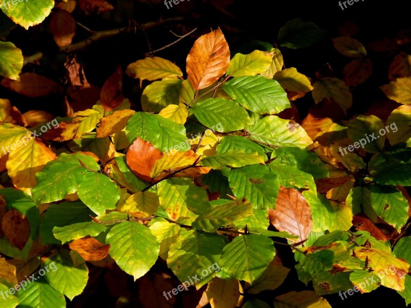 Nature Autumn Leaves Forest Golden Autumn