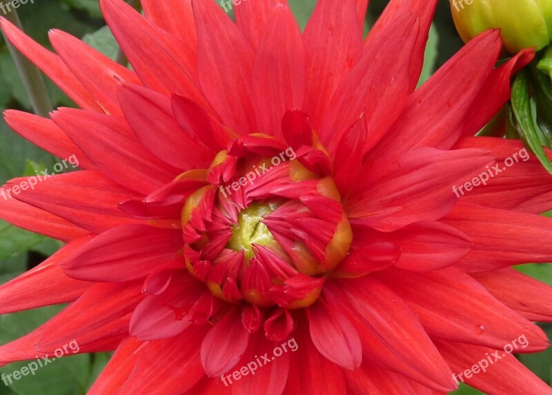 Flower Red Detail Close Up Nature