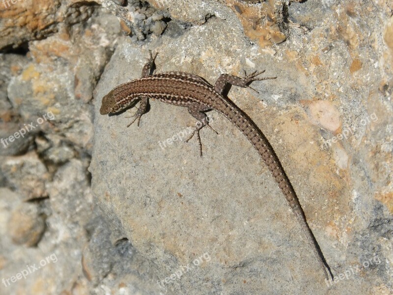 Lizard Rock Montsant Natural Park Sargantana