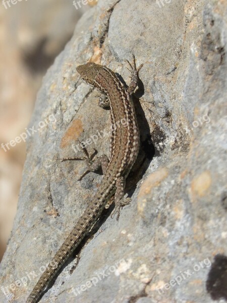 Lizard Rock Montsant Natural Park Sargantana