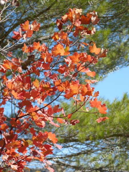 Sycamore Red Leaves Autumn October Natural Park