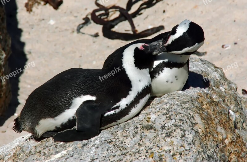 The Cap Penguins Couple Tenderness Wild